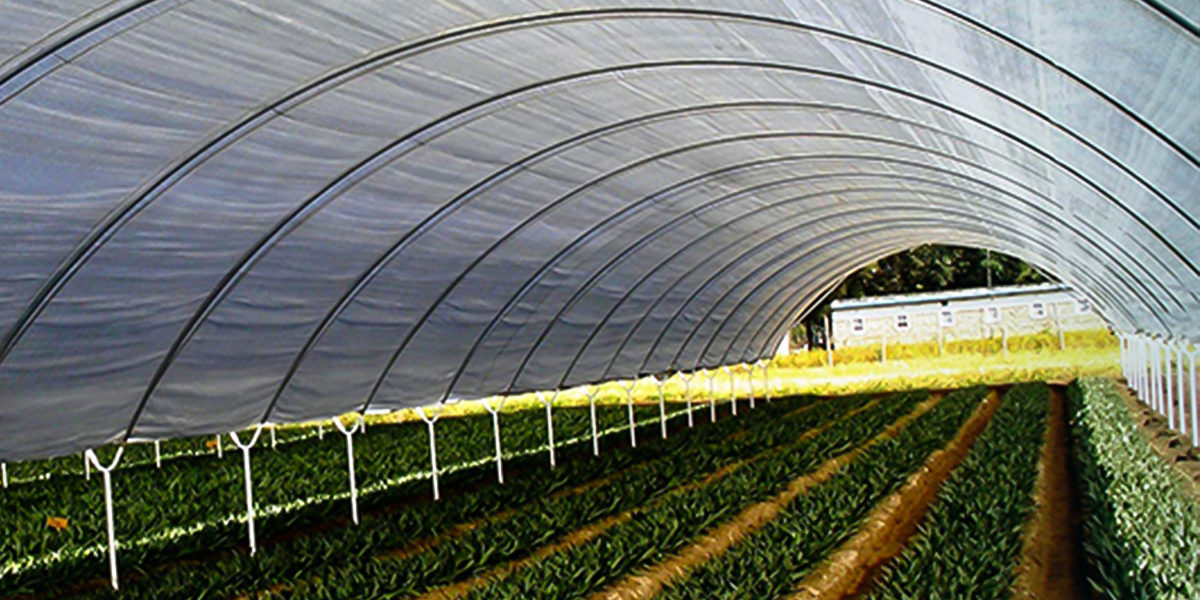 Solarig Greenhouse Covering Poly