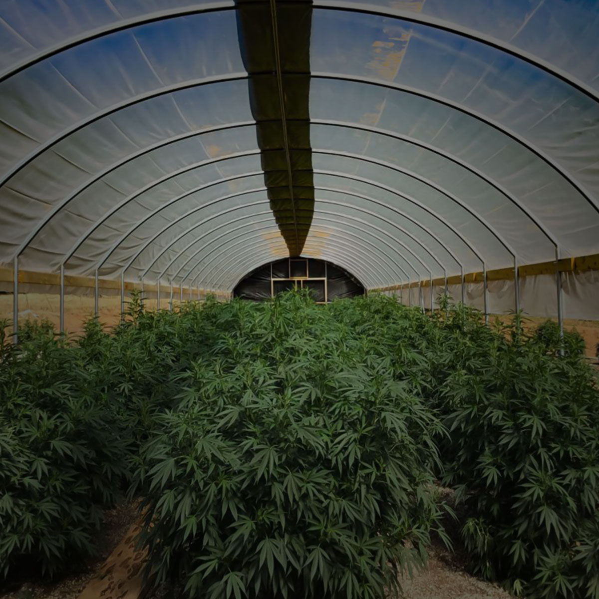 Light Deprivation Greenhouse interior shot