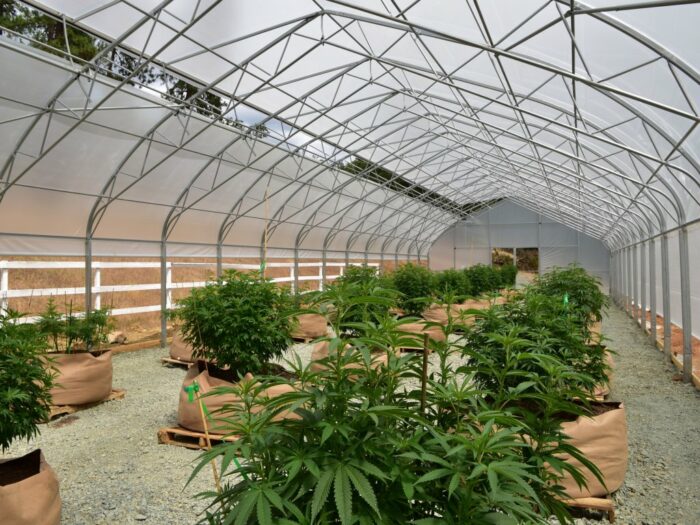 Greenhouses For Growing Cannabis: 3 Must Have Considerations - Full ...