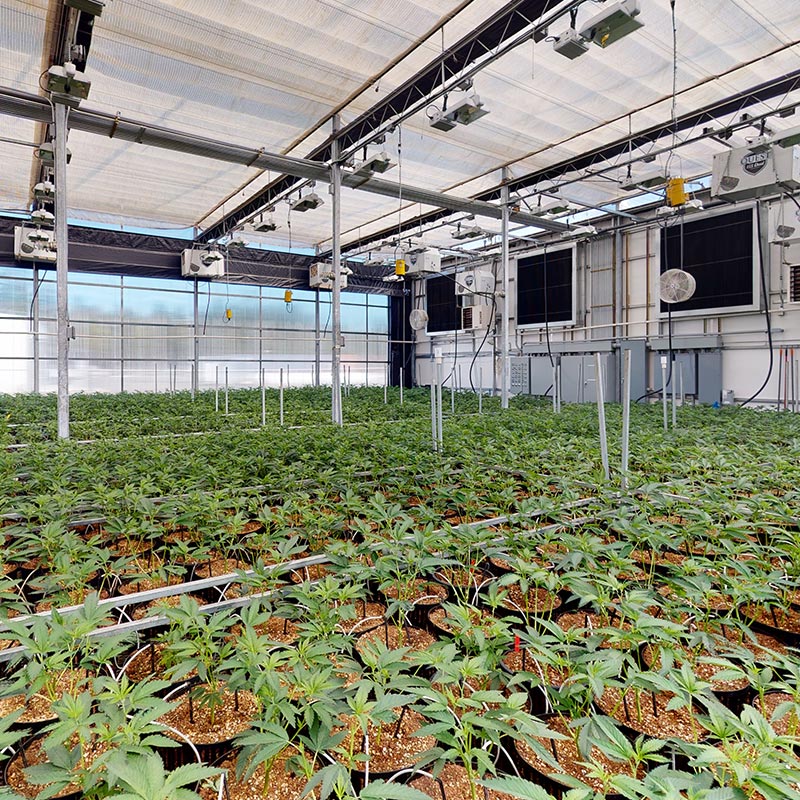 Best Watering Style for a Commercial Cannabis Grow Operation