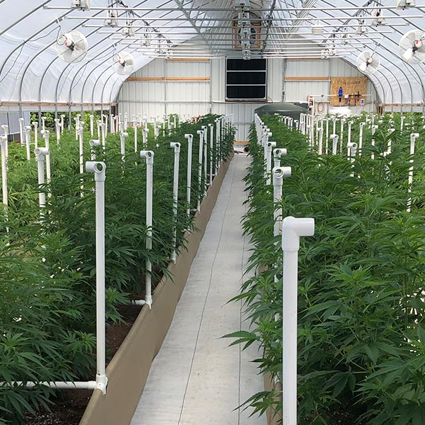Light Dep Cannabis Cultivation