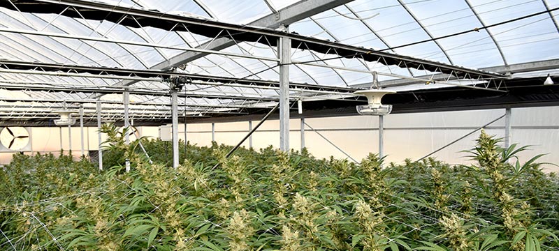 Interior blackout greenhouse for cannabis