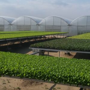 Heavy Duty Greenhouse Rolling Benches - JPS