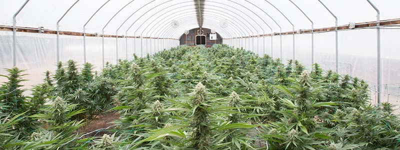 Greenhouses For Growing Cannabis: 3 Must Have Considerations