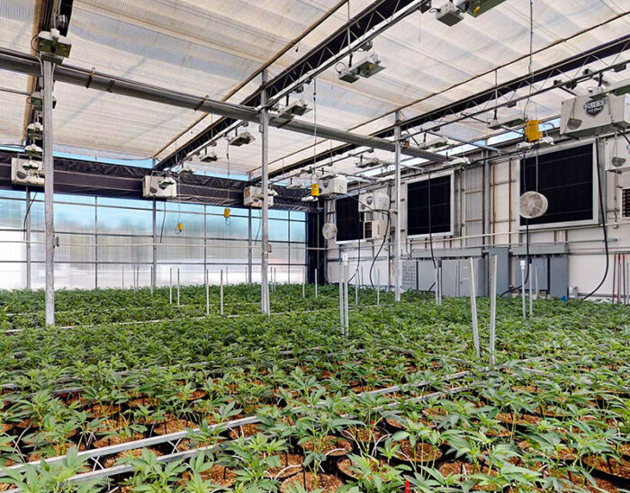 Greenhouses For Growing Cannabis: 3 Must Have Considerations - Full ...