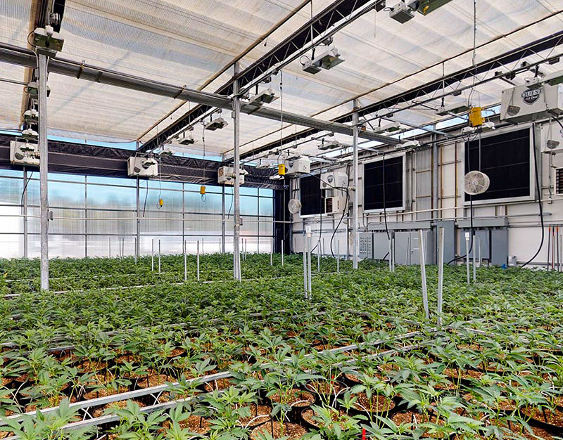 Greenhouses For Growing Cannabis: 3 Must Have Considerations